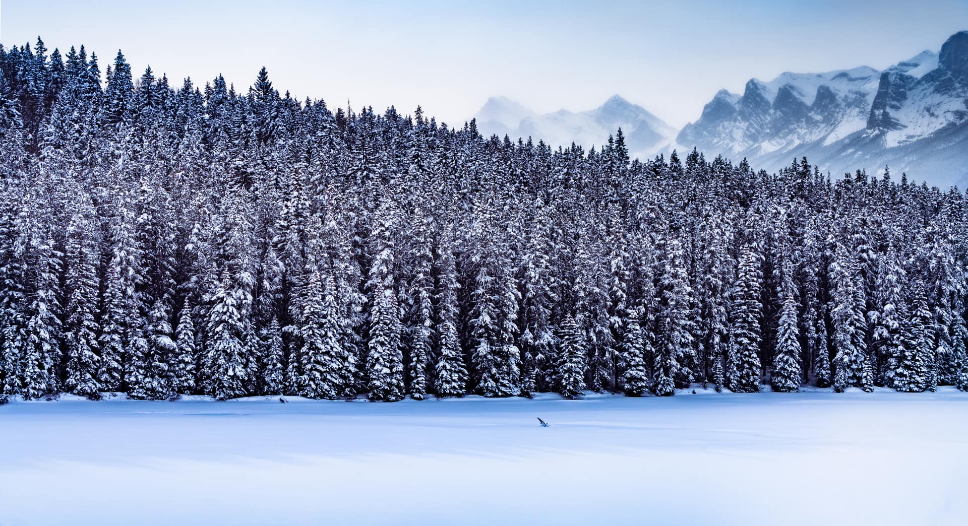 Snow-covered forest below the mountains at Banff in Alberta