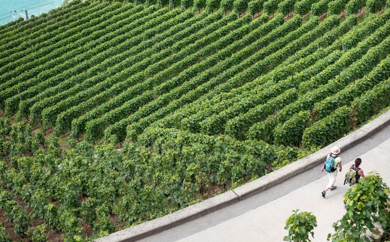 Vineyard rows from above, with two people walking between them